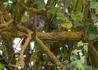 Gk [Common Cuckoo] IMGL1858.jpg