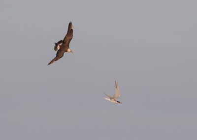 Kustlabb [Parasitic jaeger] IMGL2557.jpg