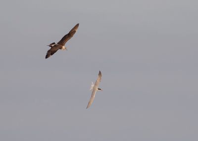 Kustlabb [Parasitic jaeger] IMGL2558.jpg