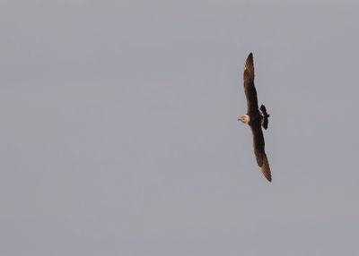 Kustlabb [Parasitic jaeger] IMGL2569.jpg