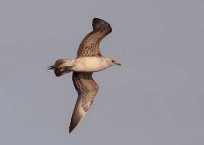 Kustlabb [Parasitic jaeger] IMGL2595.jpg