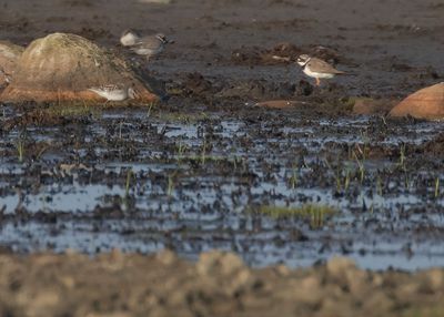 Vitgumpsnppa [White-rumped sandpiper] IMGL2740fb.jpg
