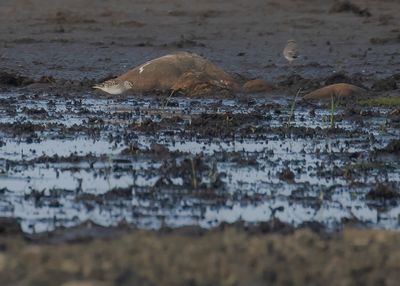 Vitgumpsnppa [White-rumped sandpiper] IMGL2745fb.jpg