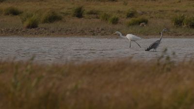 gretthger [Great egret] IMGL3175.jpg