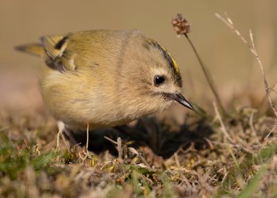 Kungsfgel  [Goldcrest] IMGL3297.jpg