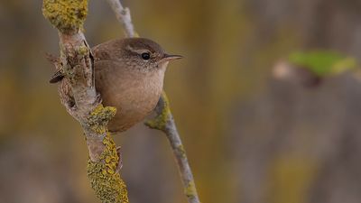 Grdsmyg [Eurasian Wren] IMGL3493fb.jpg