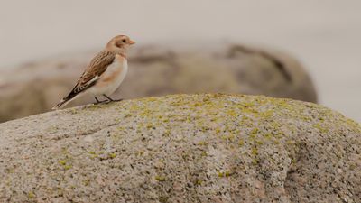 Snsparv [Snow Bunting] IMGL4187.jpg