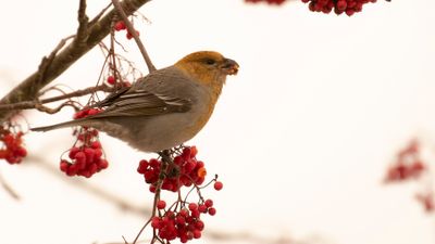 Tallbit (Pine grosbeak] IMGL4199.jpg