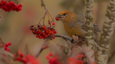 Tallbit (Pine grosbeak] IMGL4376.jpg