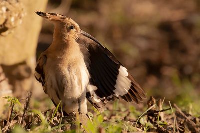 Hrfgel [Eurasian hoopoe] IMGL4602.jpg