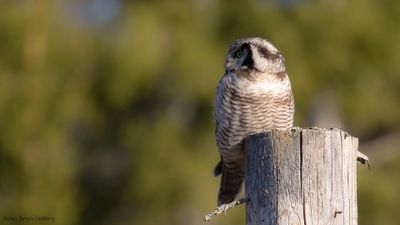 Hkuggla [Northern Hawk Owl] IMGL9182.jpg