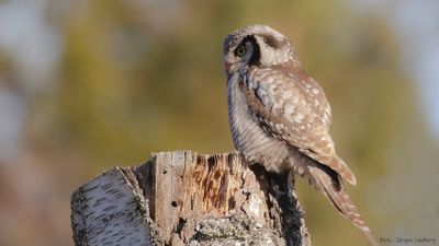 Hkuggla [Northern Hawk Owl] IMGL9251.jpg