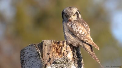 Hkuggla [Northern Hawk Owl] IMGL9254.jpg