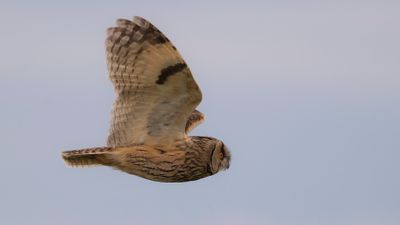 Hornuggla [Long-eared Owl) IMGL0290.jpg