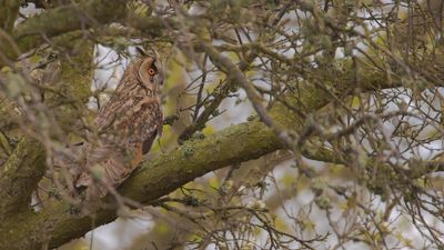 Hornuggla [Long-eared Owl) IMGL0301.jpg