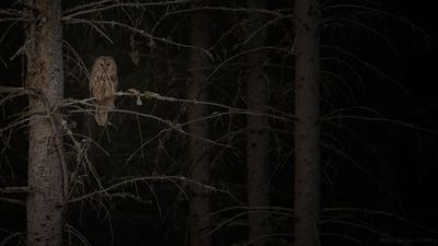 Slaguggla [Ural Owl] IMGL0577.jpg