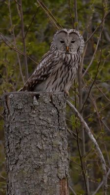 Slaguggla [Ural Owl]IMGL0646.jpg