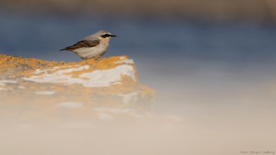 Stenskvtta [Northern Wheatear] IMGL0975.jpg