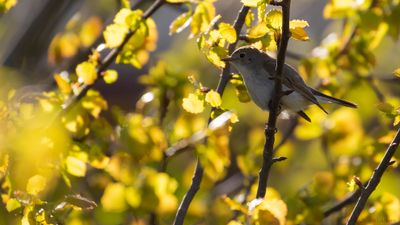 Mindre flugsnappare [Red-breasted Flycatcher] IMGL0977.jpg