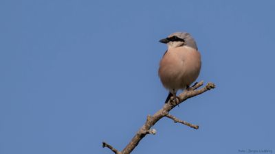 Trnskata [Red-backed Shrike] IMGL0995.jpg