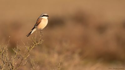 Trnskata [Red-backed Shrike] IMGL0999.jpg