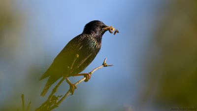 Stare [Common Starling] IMGL1035.jpg