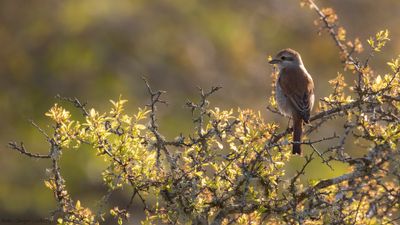 Trnskata [Red-backed Shrike] IMGL1052.jpg