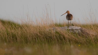 Rdspov [Black-tailed Godwit] IMGL1227.jpg