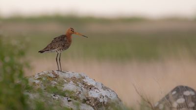 Rdspov [Black-tailed Godwit] IMGL1234.jpg