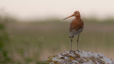 Rdspov [Black-tailed Godwit] IMGL1246.jpg