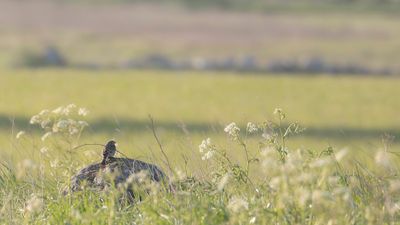 Kornsparv [Corn Bunting] IMGL1330.jpg