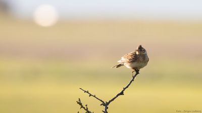 Snglrka [Eurasian Skylark] IMGL1338.jpg