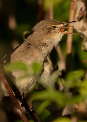 Busksngare [Blyth's Reed Warbler] IMGL2005.jpg