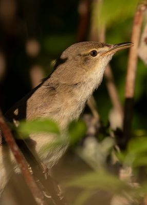 Busksngare [Blyth's Reed Warbler] IMGL2015.jpg