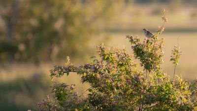 Kornsparv [Corn Bunting] IMGL2133.jpg