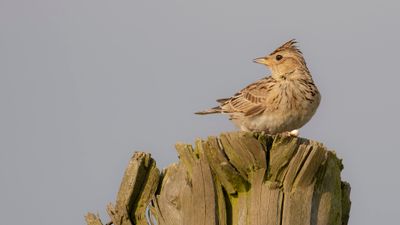 Snglrka [Eurasian Skylark] IMGL2502.jpg