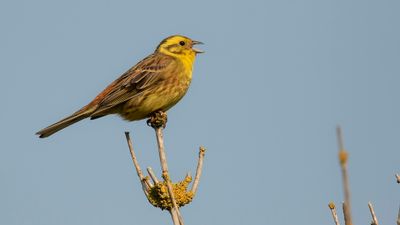Gulsparv [Yellowhammer] IMGL2517.jpg