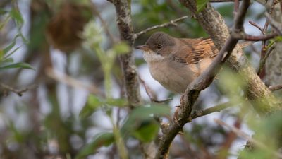 Trnsngare [Common Whitethroat] IMGL2527.jpg