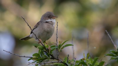 Trnsngare [Common Whitethroat] IMGL2535.jpg