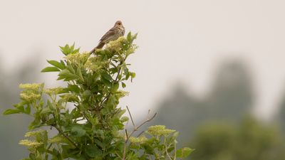 Kornsparv [Corn Bunting] IMGL2617.jpg