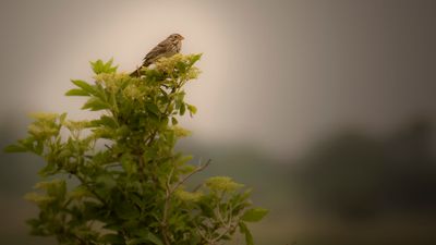 Kornsparv [Corn Bunting] IMGL2629.jpg