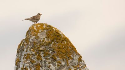 Snglrka [Eurasian Skylark] IMGL2635.jpg