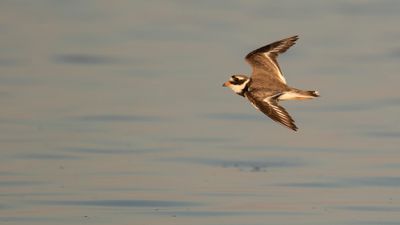 Strre strandpipare [Com. R. Plover] IMGL2908.jpg