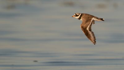 Strre strandpipare [Com. R. Plover] IMGL2912.jpg