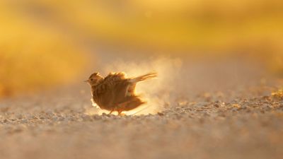 Snglrka [Eurasian Skylark] IMGL2945.jpg