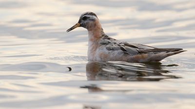 Brednbbad simsnppa [Red Phalarope] IMGL3740.jpg