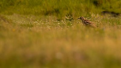 Tjockfot [Eurasian stone-curlew] IMGL3027.jpg