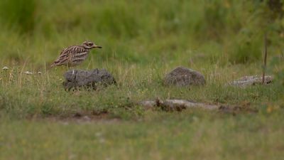 Tjockfot [Eurasian stone-curlew] IMGL3105.jpg