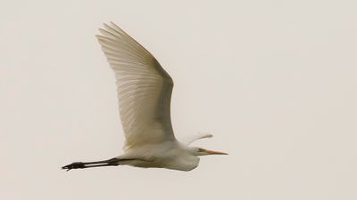 gretthger [Great egret] IMGL3329.jpg
