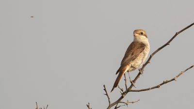 Trnskata [Red-backed Shrike] IMGL4206.jpg